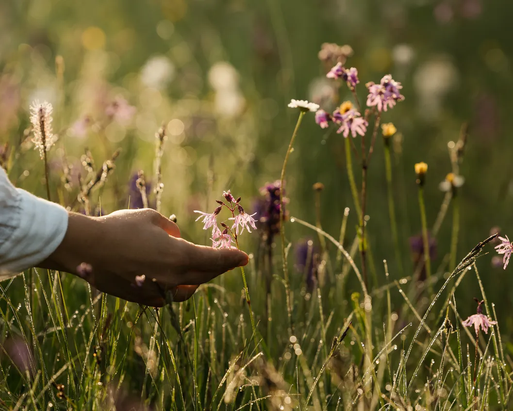 Hand touching delicate lilac wildflowers in a dewy Tyrolean alpine meadow backlight