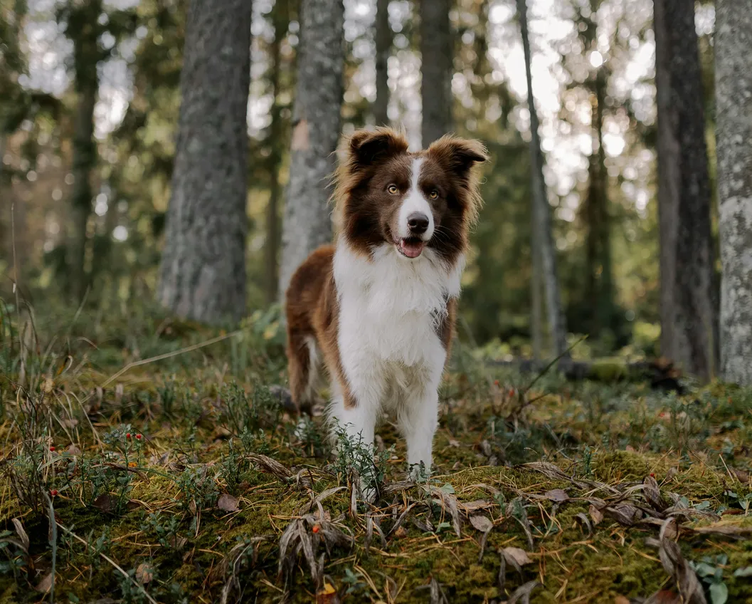 Black and white Border Collie on a mossy forest floor in the Tyrolean spruce forest