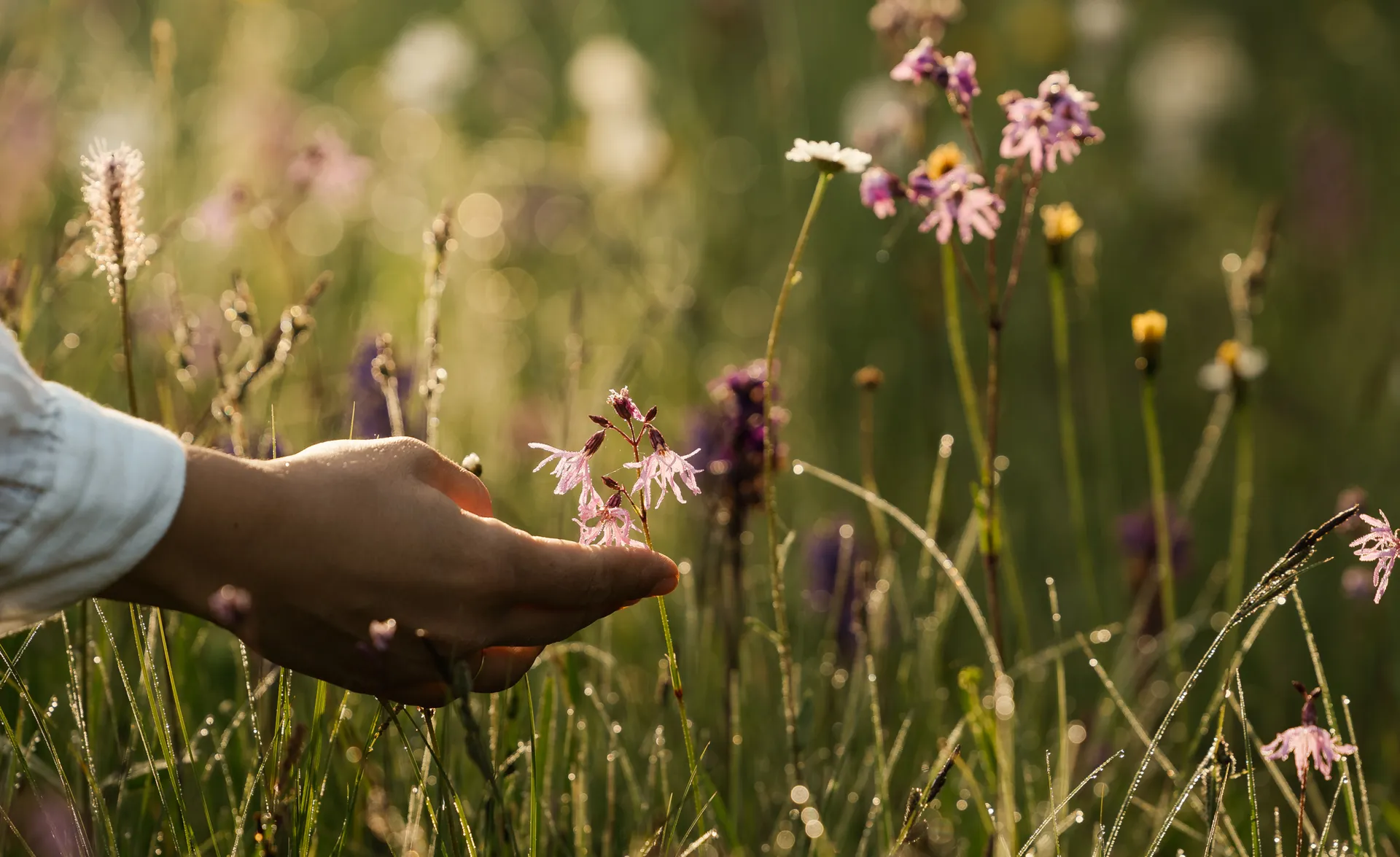 Hand berührt zartlila Wildblüten in taufrischer Tiroler Almwiese im Gegenlicht