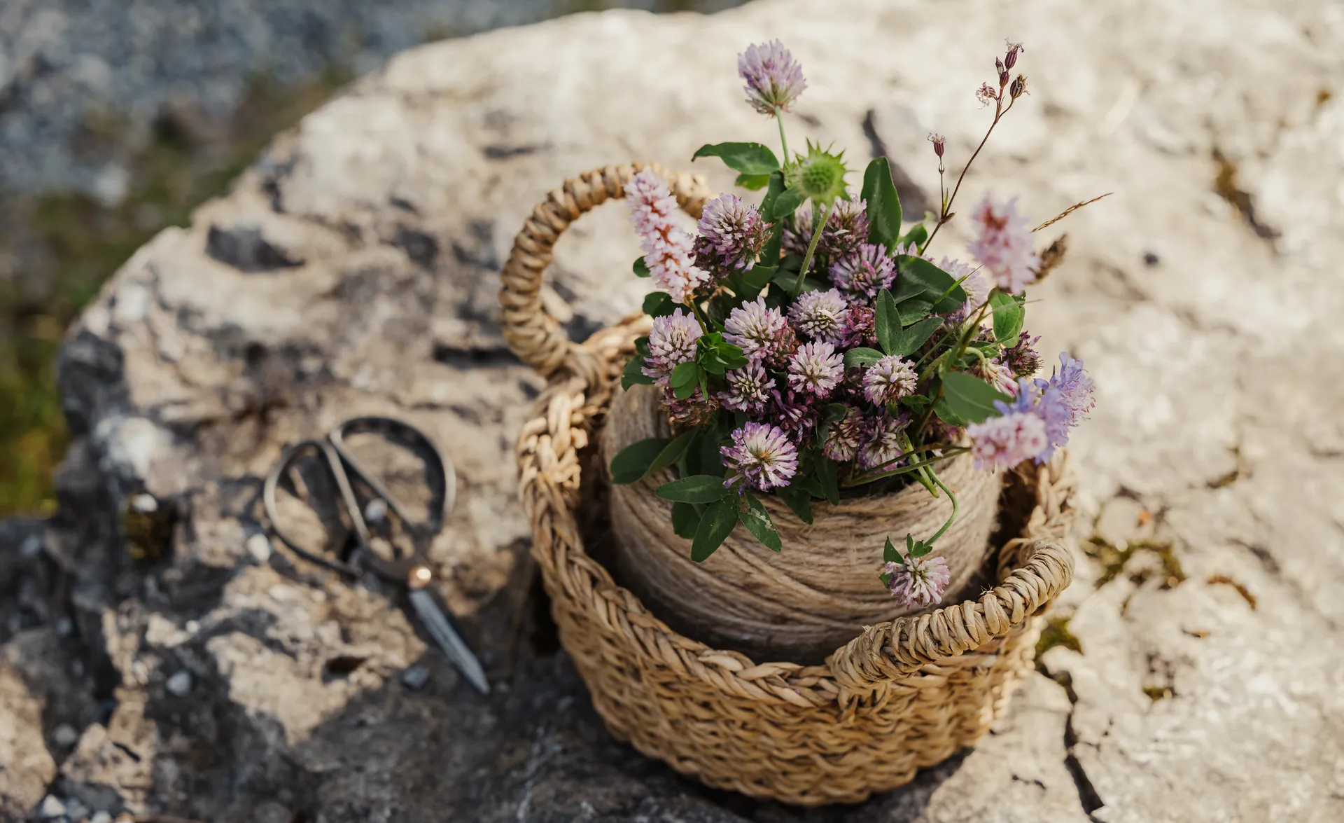 Weidenkorb mit Klee und Wildblumen und kleiner Schere auf großem Naturstein