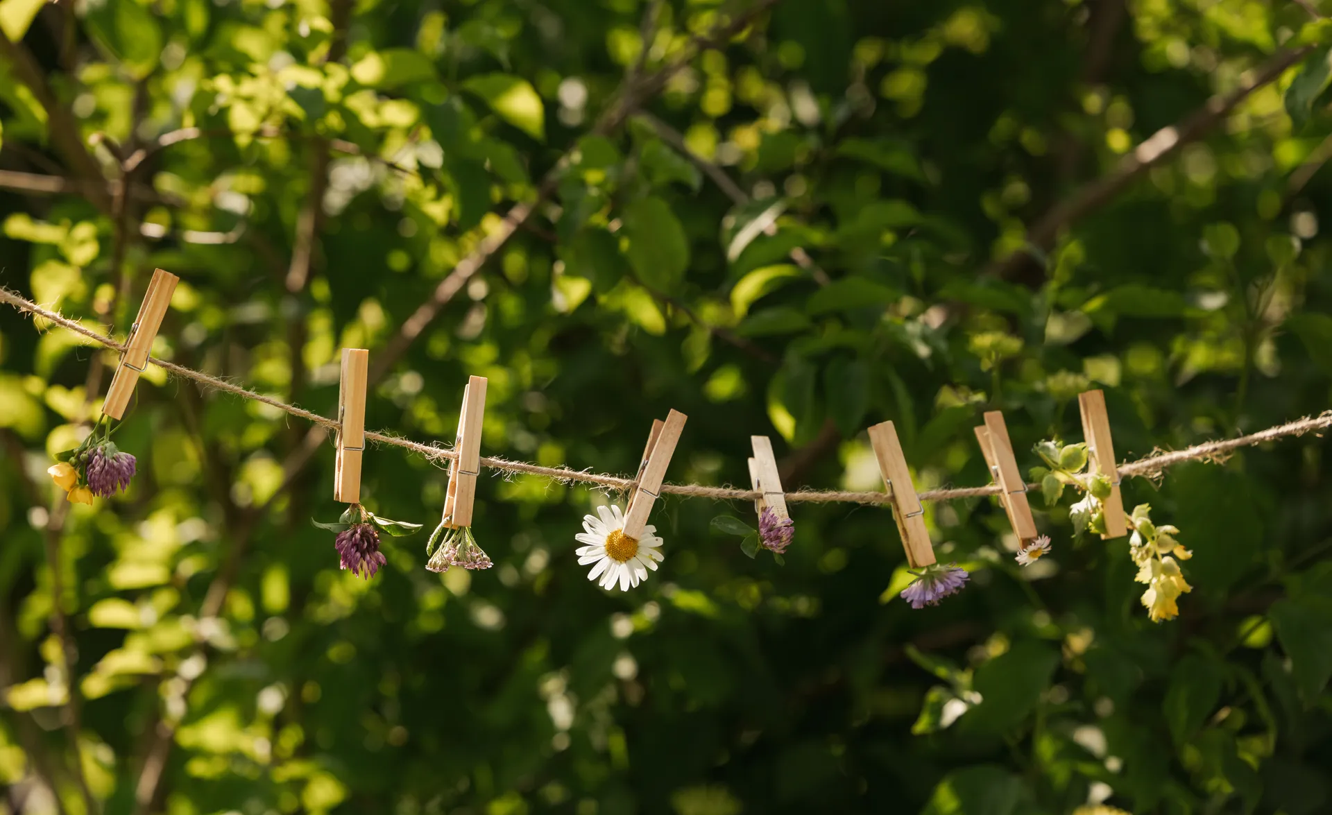 Summer flowers clipped with wooden clothespins on twine between green leaves