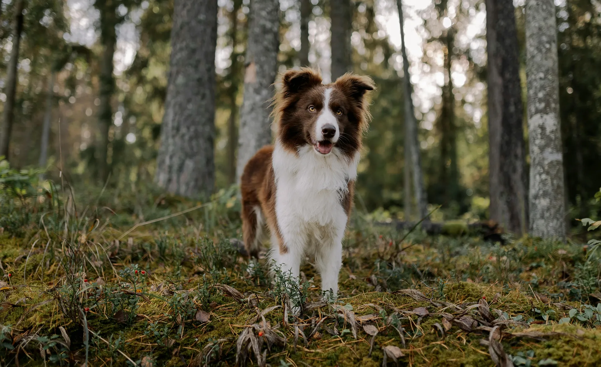 Schwarz-weißer Border Collie auf bemoosten Waldboden im Tiroler Fichtenwald