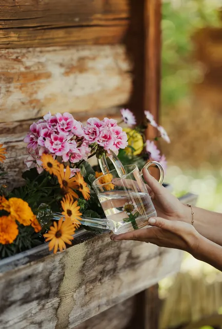 Hände gießen Blumenkasten mit Geranien, Ringelblumen und Margeriten am Chalet