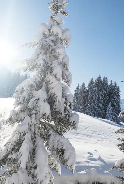 Schneebeladene Fichten auf sonnigem Berghang im Biberwier Winter unter blauem Himmel
