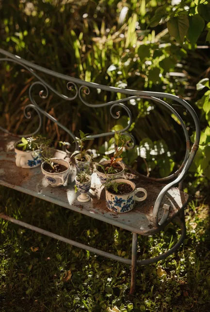 Vintage-Keramikbecher als Pflanzgefäße für junge Sämlinge auf Gartenbank