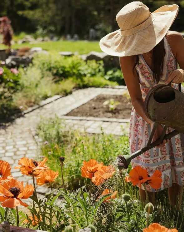 Woman in a straw hat watering orange poppies in the lush herb and flower garden