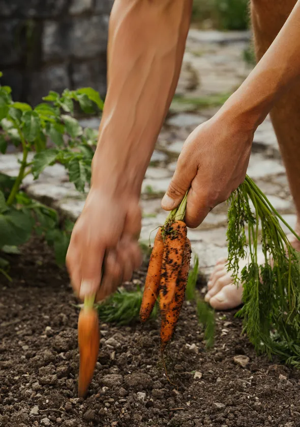 Hände ernten frische Karotten mit Gartenerde aus dem Gemüsebeet