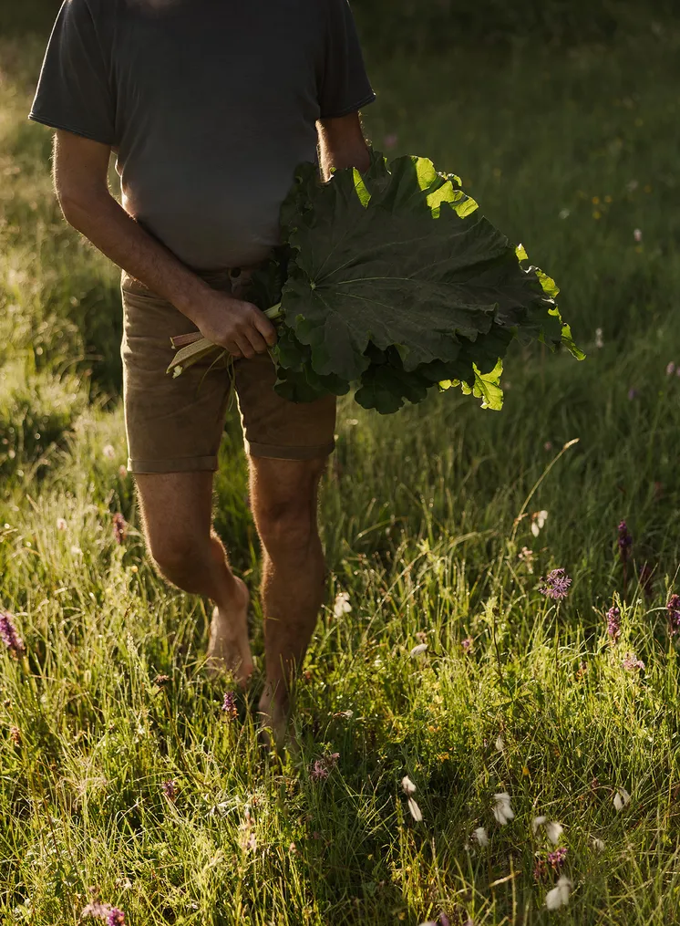 Mann trägt große Rhabarberblätter barfuß durch Wildblumenwiese im Gegenlicht