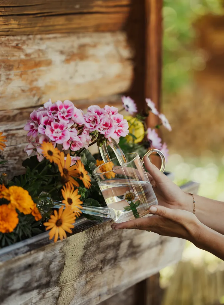 Frau gießt mit Glasgießkanne Geranien und Margeriten im Blumenkasten aus
