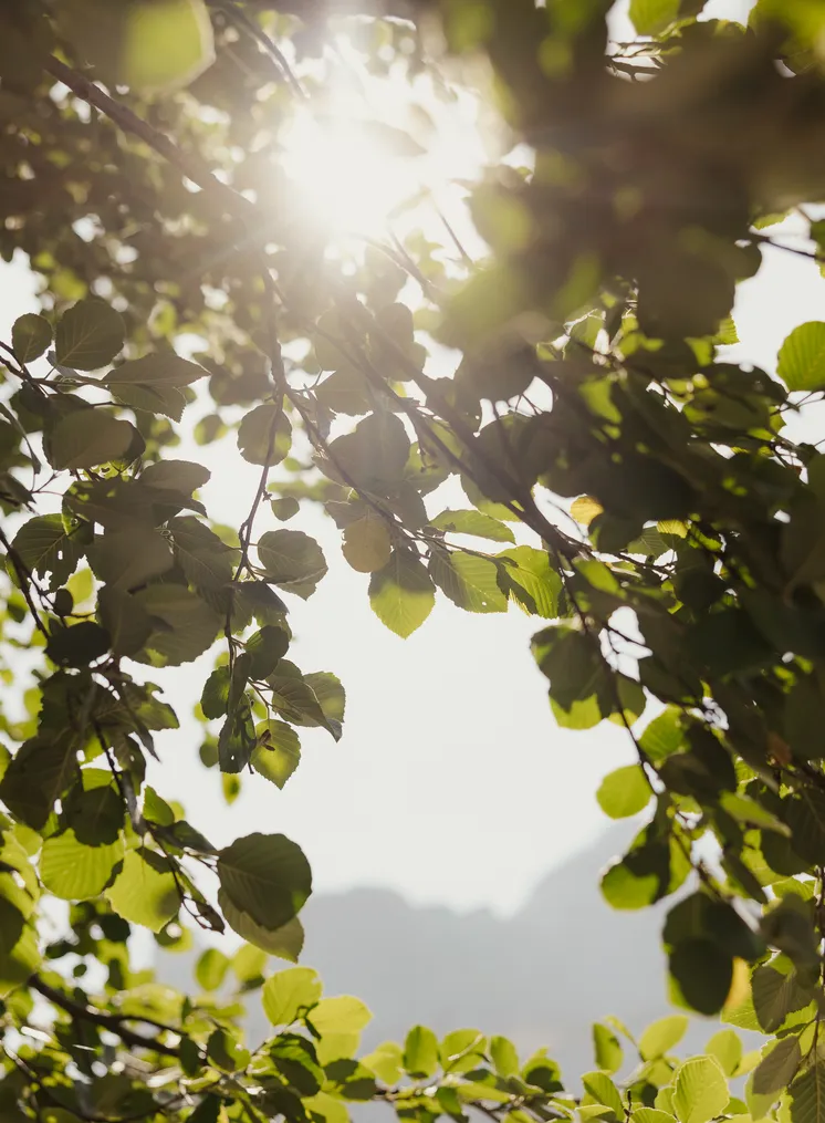 Sonnenstrahlen durch frisches Frühlingsblätterdach mit Bergsilhouette dahinter