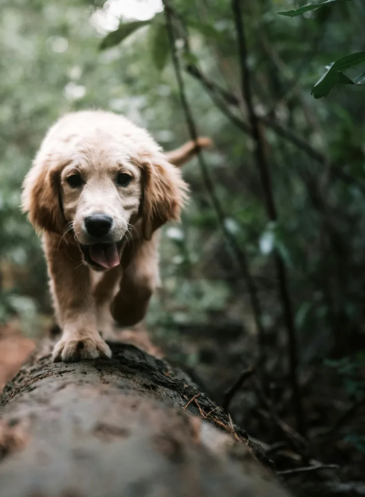 Goldener Retriever Welpe läuft über Baumstamm im grünen Tiroler Bergwald