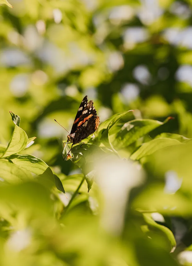 Roter Admiral-Schmetterling auf leuchtendem grünen Blatt im Tiroler Garten