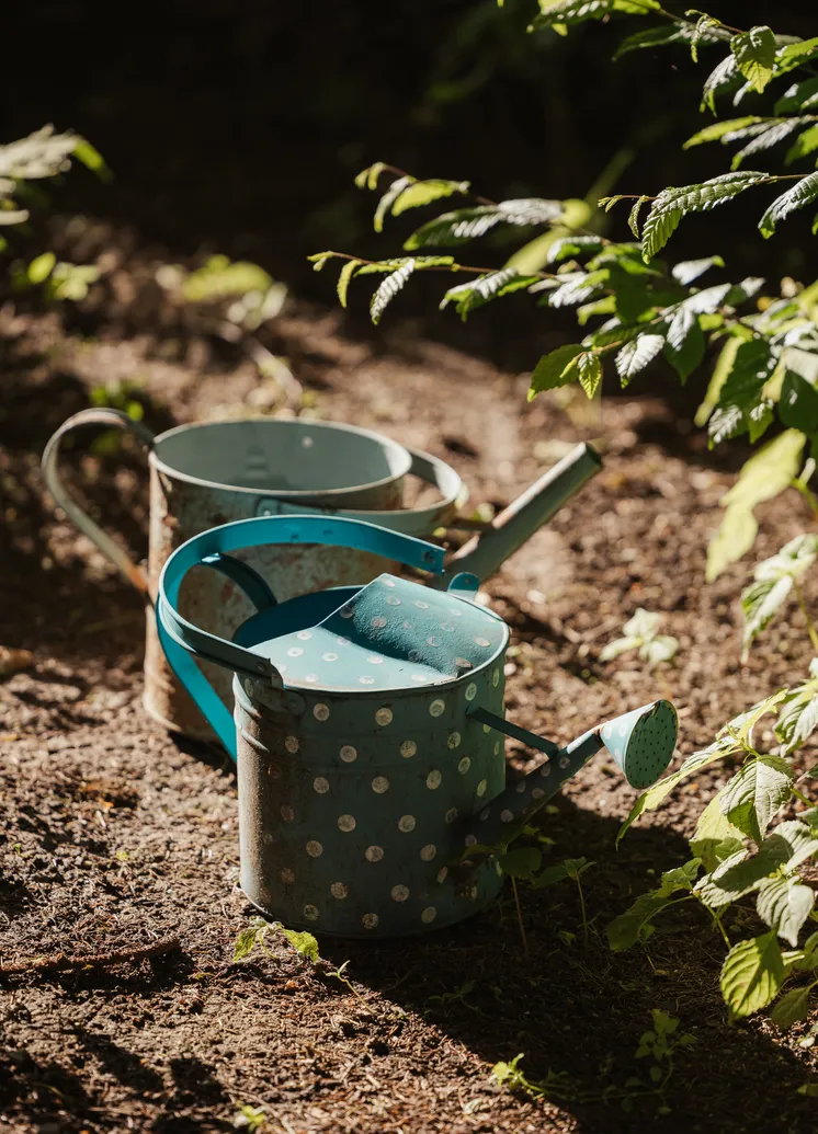 Zwei charmante Vintage-Gießkannen in Dappled Sonnenlicht unter Farnen