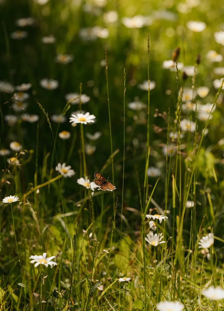 Kleiner Schmetterling sitzt auf weißer Margerite in sommerlicher Alpenwiese