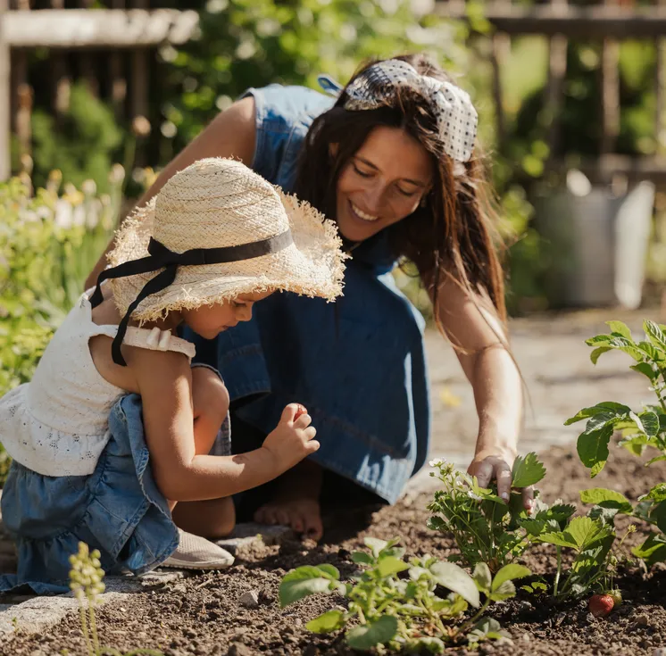 Mother and child harvesting strawberries together in the kitchen garden by the chalet